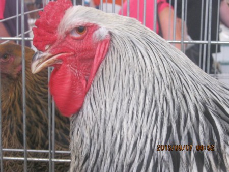 brahmahaan zilverberken